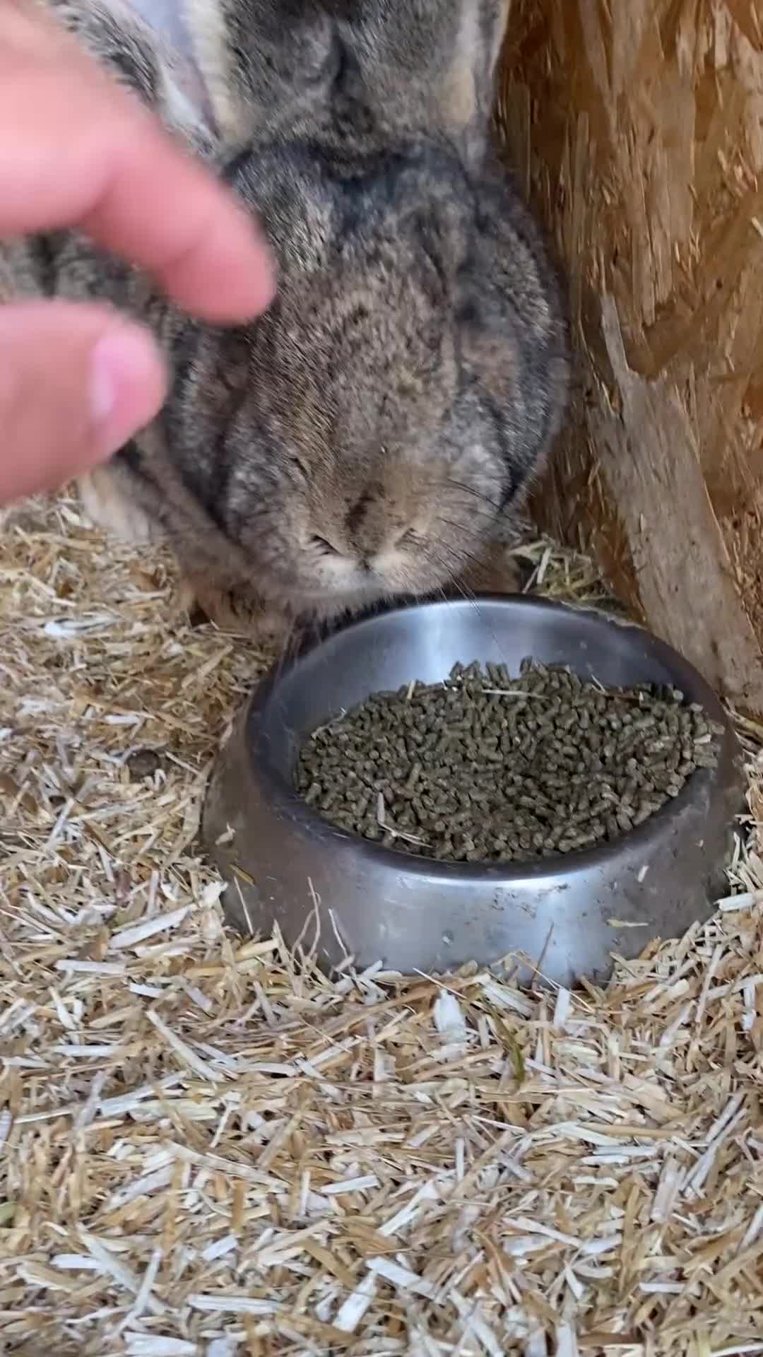 Continental Giant rabbits for sale: Beautiful Giant Rabbit Girl, 8 Months - Video 1