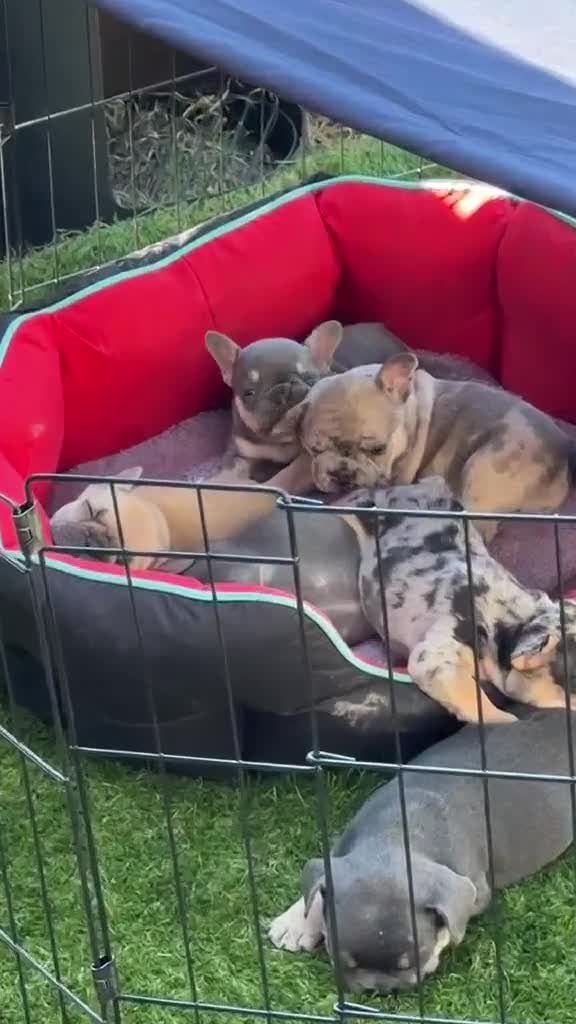 French Bulldog dogs for sale: 5 stunning French bulldogs  in Wokingham - Video 1