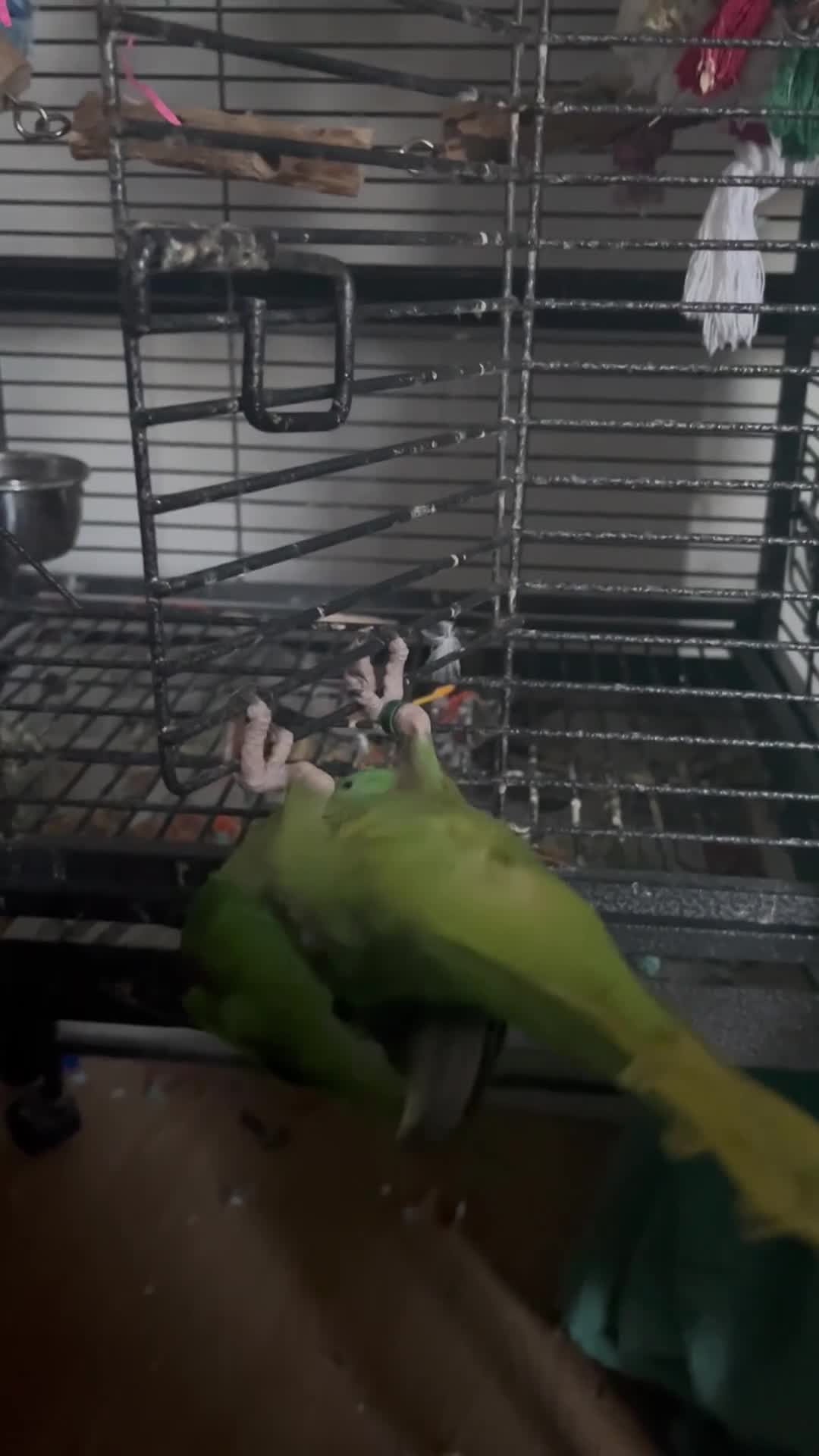 Parakeets birds for sale: Alexandrine parakeet - Video 1
