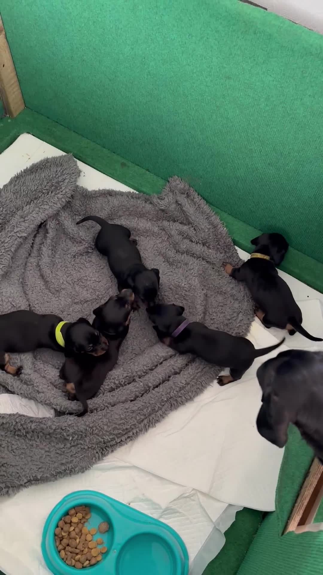 Miniature Dachshund dogs for sale: 5 miniature black & tan smooth haired dachshunds  - Video 1