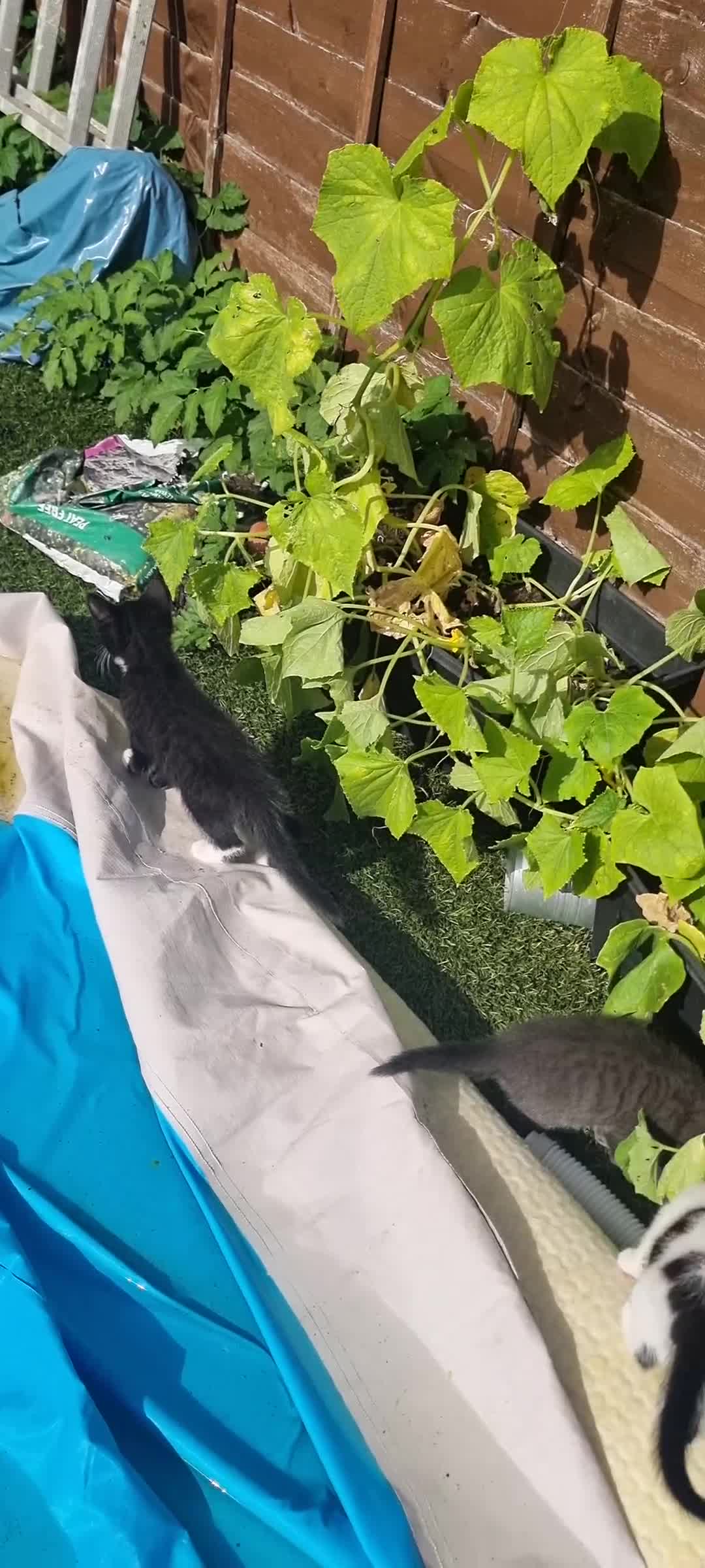 Mixed Breed cats for sale: Kitten for sale - Video 1