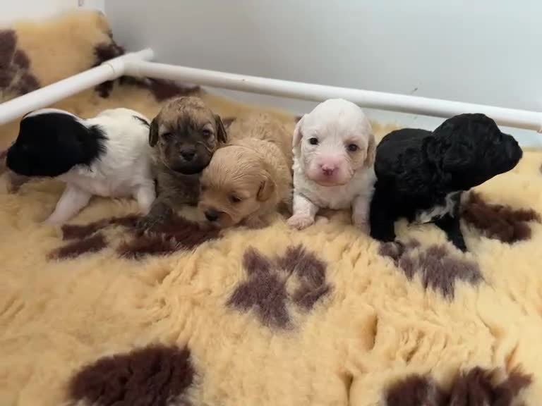 Mixed Breed dogs for sale: Beautiful Litter of Shihpoochon Puppies - Video 1