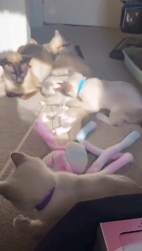 Ragamese cats for sale: 5 Stunning Ragamese Kittens - Video 4