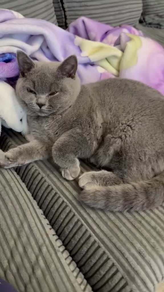 British Shorthair cats for sale: Beautiful Friendly Cat Looking for a Loving Home - Video 4