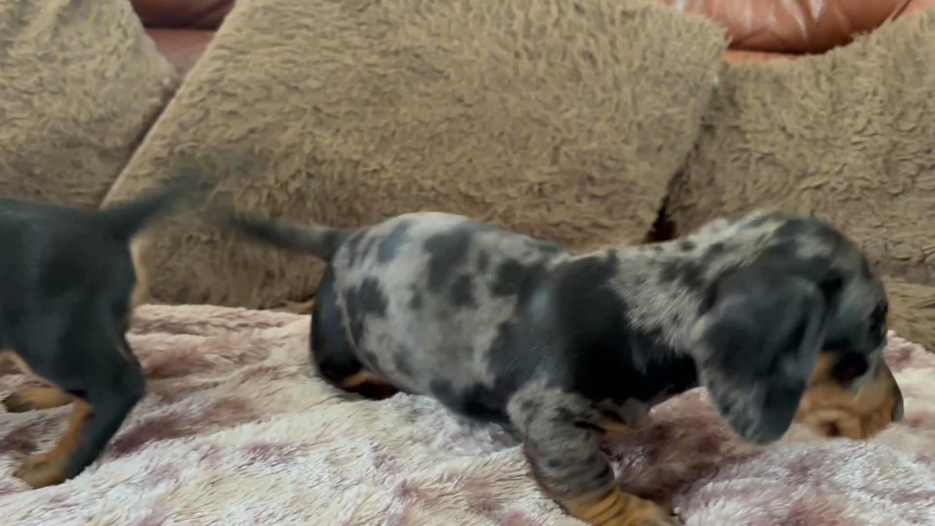 Miniature Dachshund dogs for sale: Adorable Miniature Dachshund Puppies! - Video 4