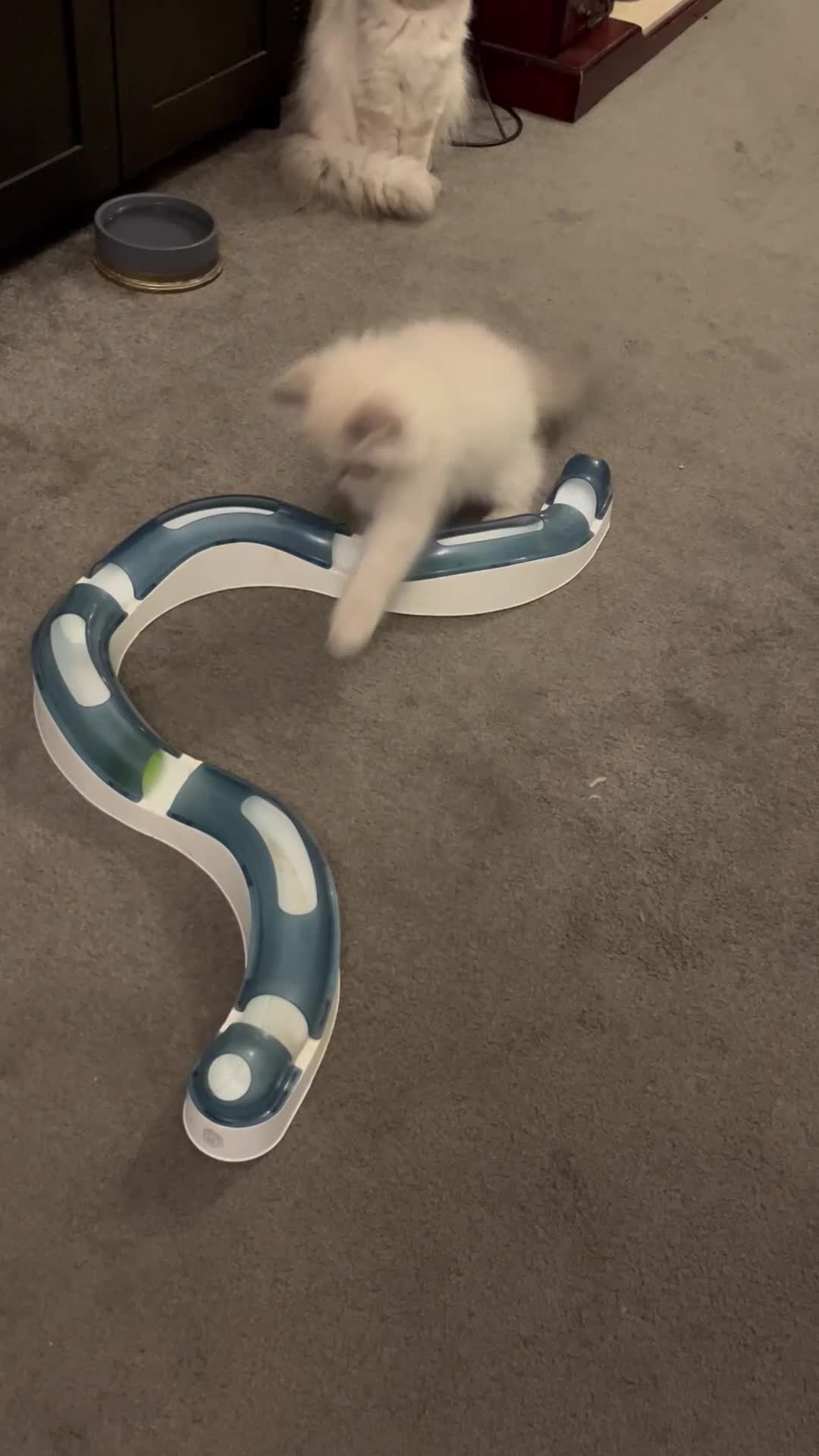 Persian cats for sale: Ready Now  Super playful Persian kitten (M) - Video 3