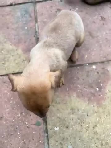 Mixed Breed dogs for sale: STAFFWEILERS LAST 2 GIRLS e Cream and d CARRIERS - Video 3