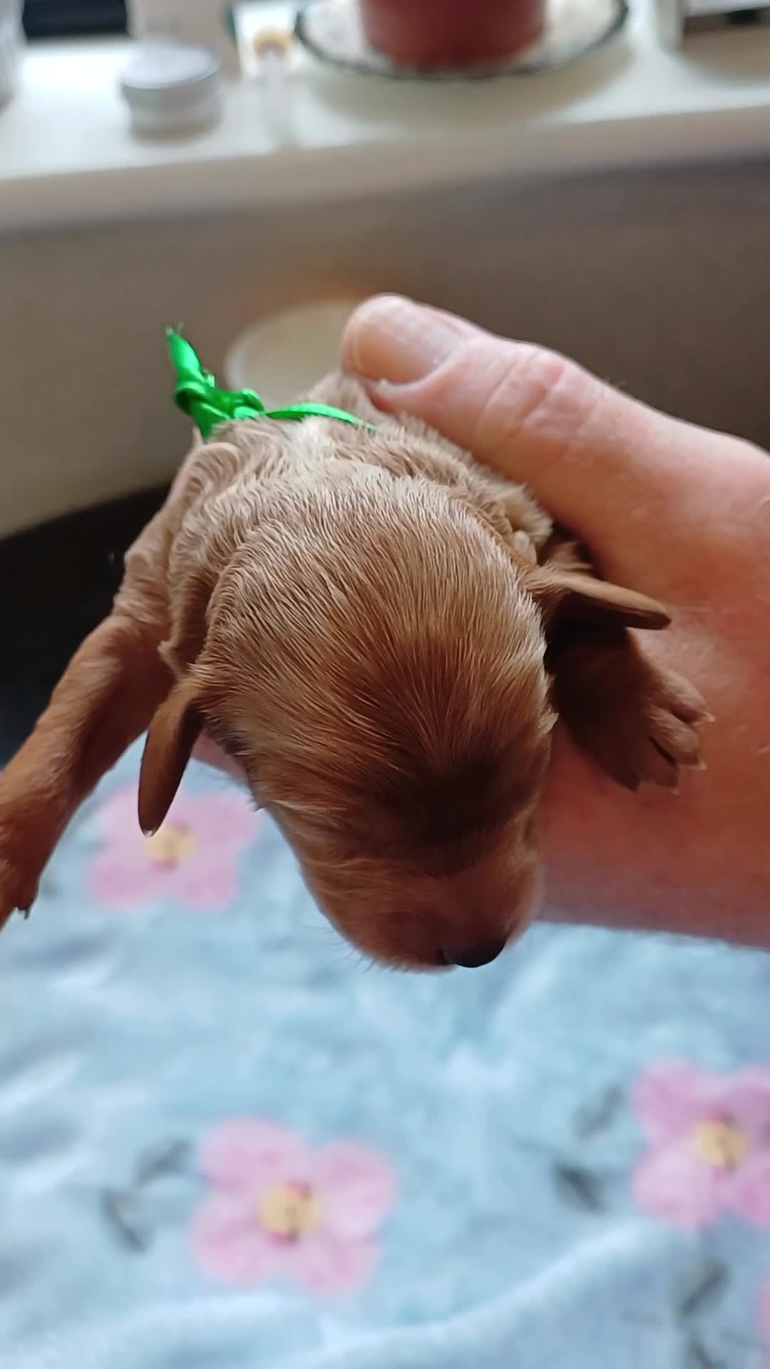 Cavapoo dogs for sale: BEAUTIFUL FIB CAVAPOO BORN 26/6/26 - Video 5