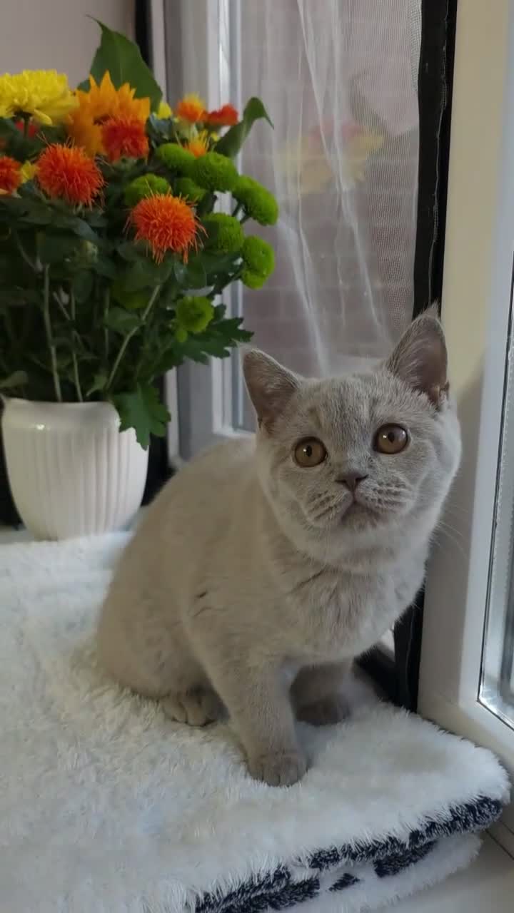 British Shorthair cats for sale: 💜 Lilac British Shorthair Kittens 💜 - Video 2
