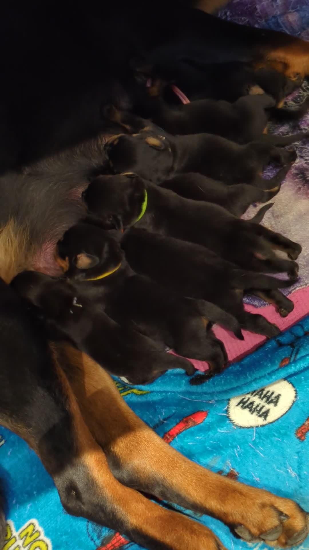 Rottweiler dogs for sale: KC Reg Rottweiler Puppies - Champion Bloodlines - Video 1