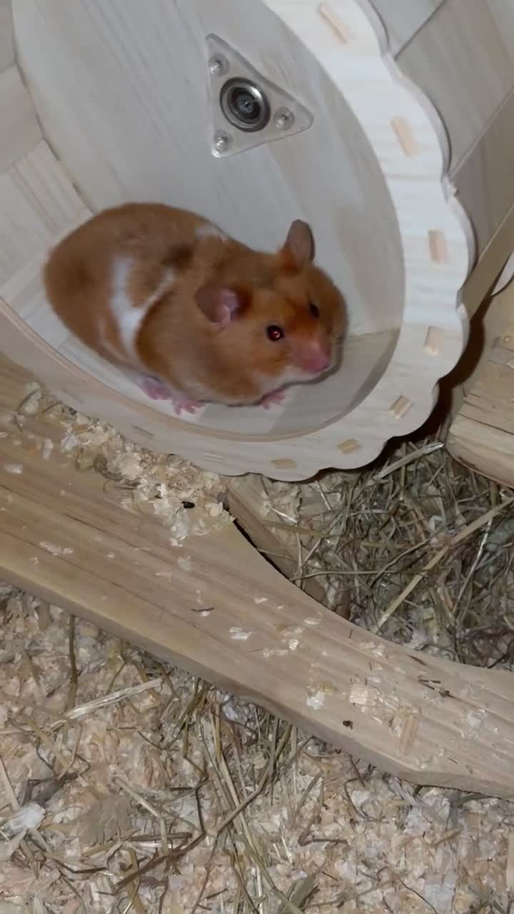 Hamster rodents for sale: Syrian hamster  - Video 1