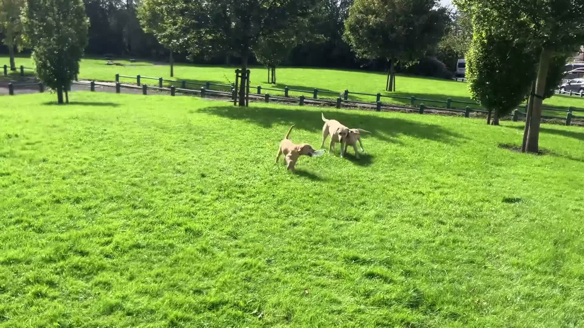 Labrador Retriever dogs for sale: Gorgeous Labrador Puppies, ready for forever homes - Video 1