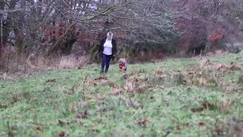 English Bulldog dogs for sale: English bulldog litter due soon 🐾 in Glasgow - Video 1