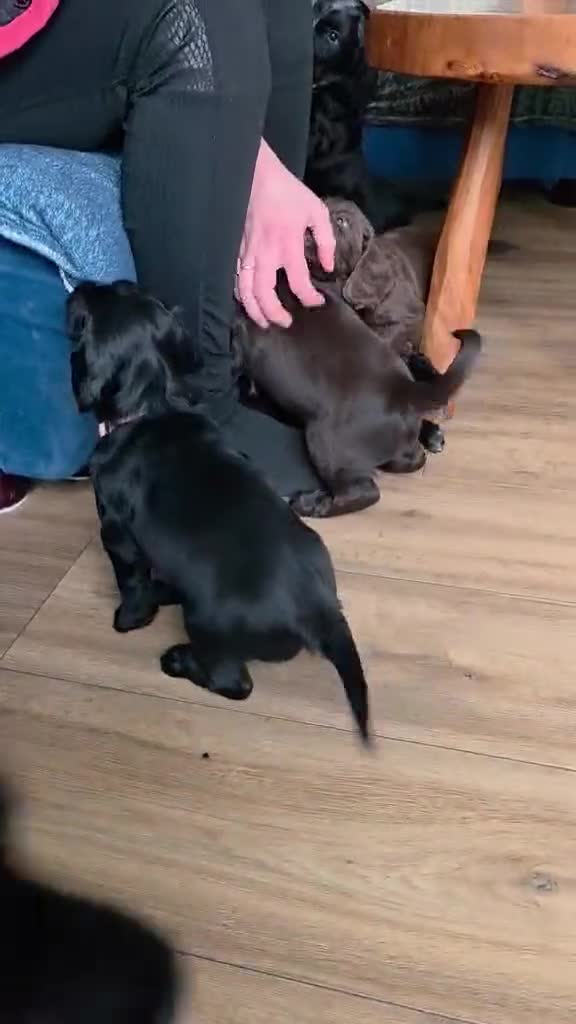 Cocker Spaniel dogs for sale: last puppy (girl) of the Working Cocker Spaniel - Video 2
