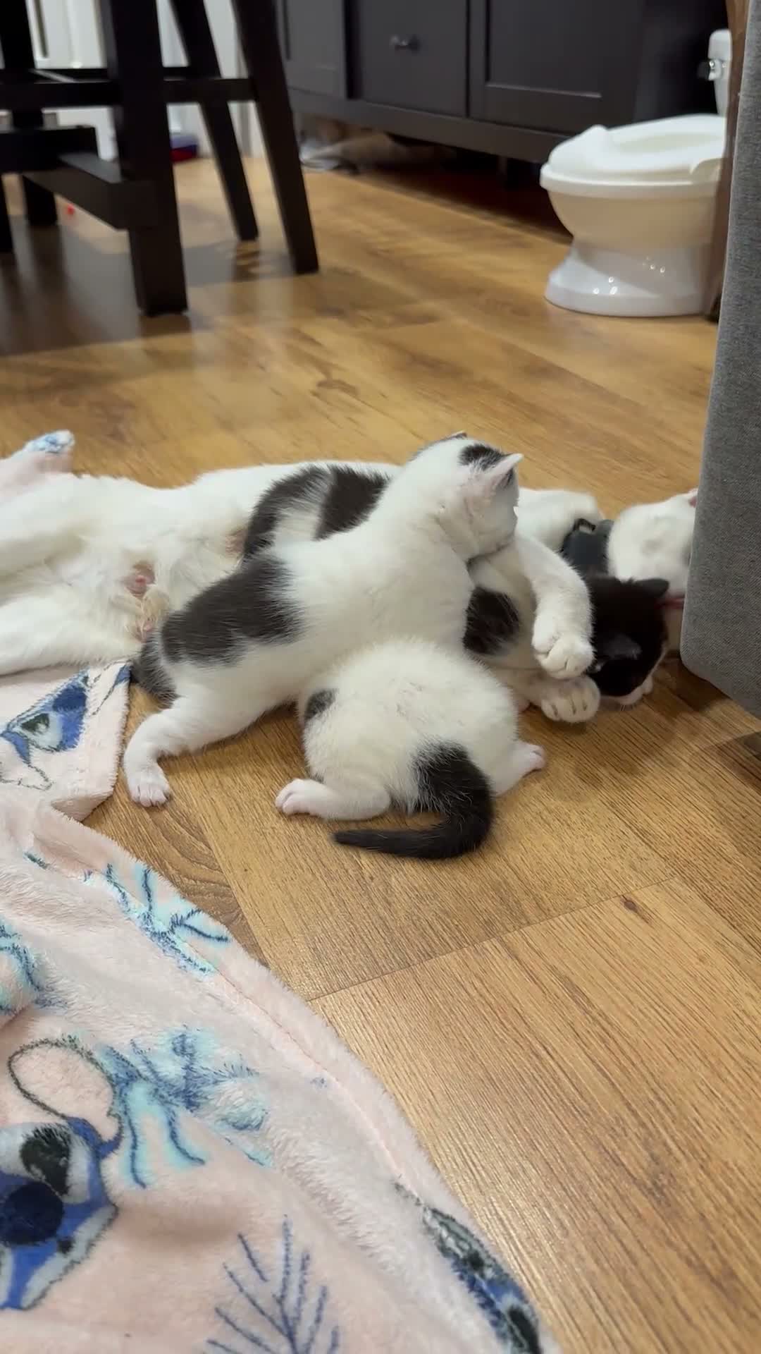 British Shorthair cats for sale: 3 kittens for living homes  - Video 1