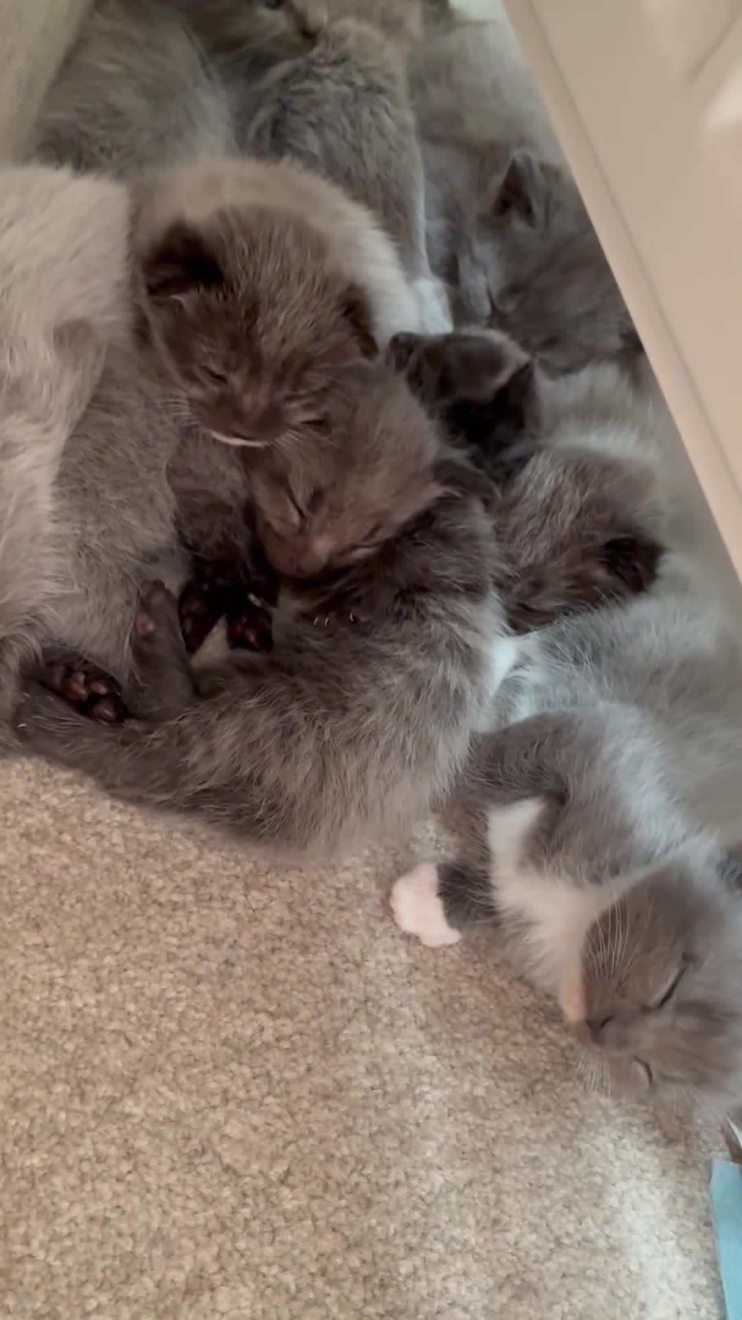 Mixed Breed cats for sale: Grey Kittens - Video 1