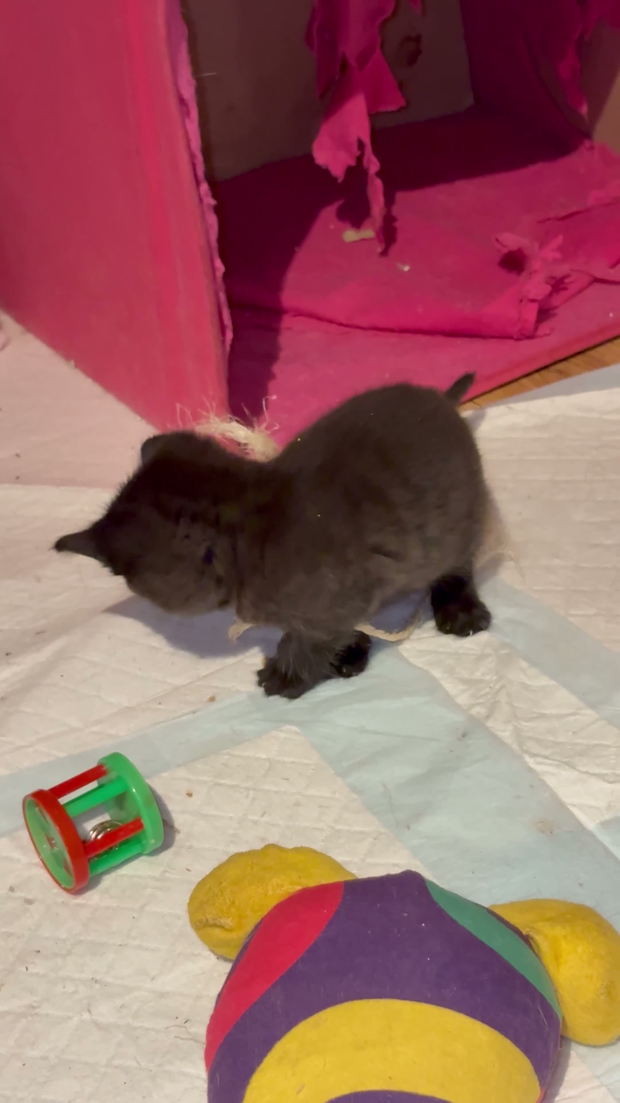 Mixed Breed cats for sale: READY TO LEAVE *2left* Part ragdoll kittens  - Video 1