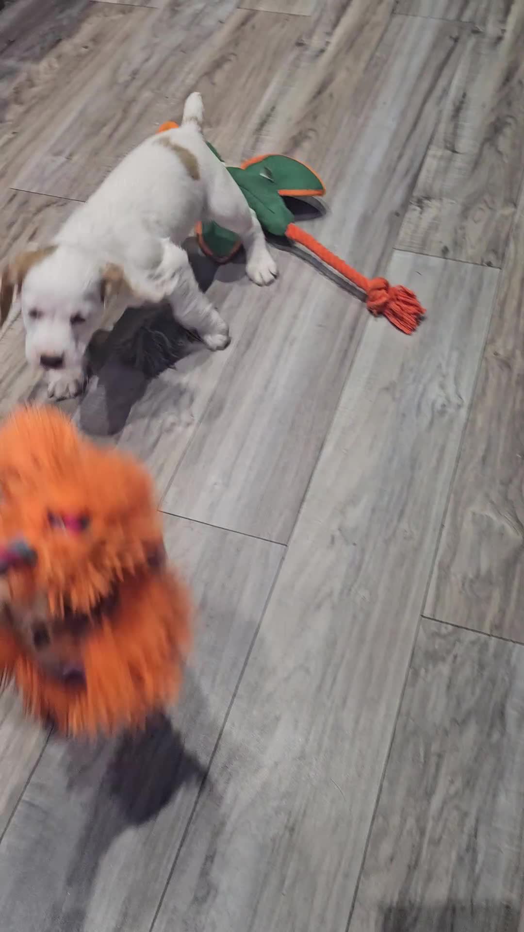 Cocker Spaniel dogs for sale: KC registered working cocker spaniel  - Video 1