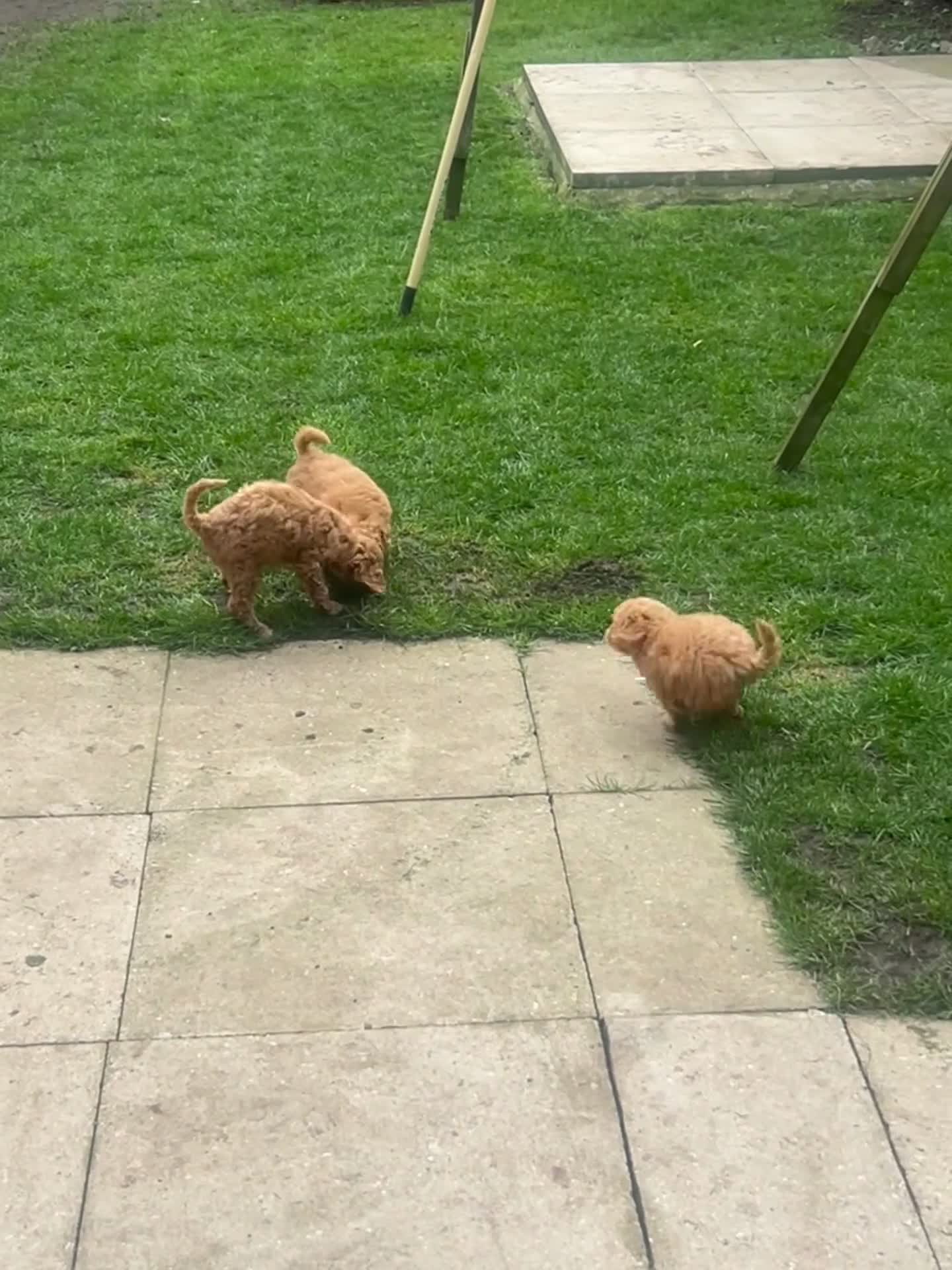 Toy Poodle dogs for sale: Beautiful toy poodle 💙 ready for forever homes 💙 - Video 1