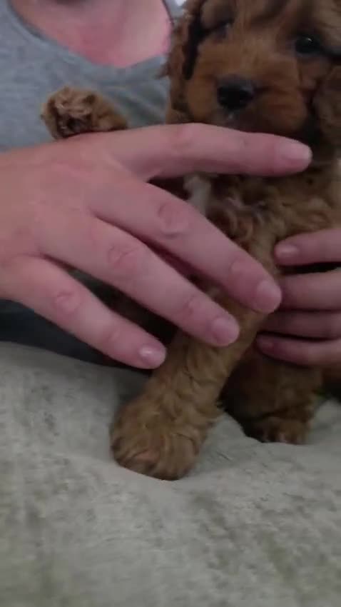 Cockapoo dogs for sale: FINAL GORGEOUS F1B TOY COCKAPOO GIRL - BRISTOL - Video 3
