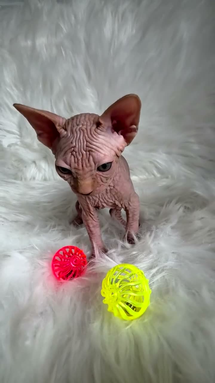 Sphynx cats for sale: ✨ Exceptional Sphynx Kittens Available ✨ - Video 3