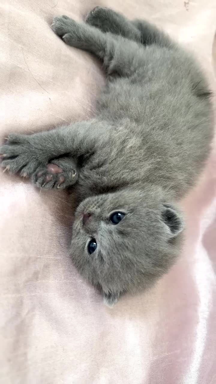 British Shorthair cats for sale: Adorable British Shorthair Kittens🐾 - Video 1