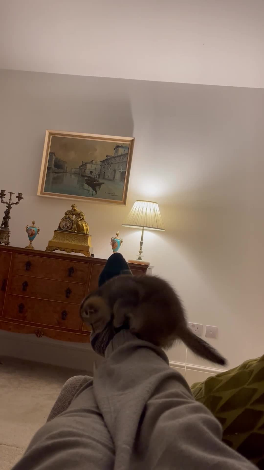 Scottish Fold cats for sale: ✨ STUNNING SCOTTISH FOLD KITTENS ✨ - Video 1