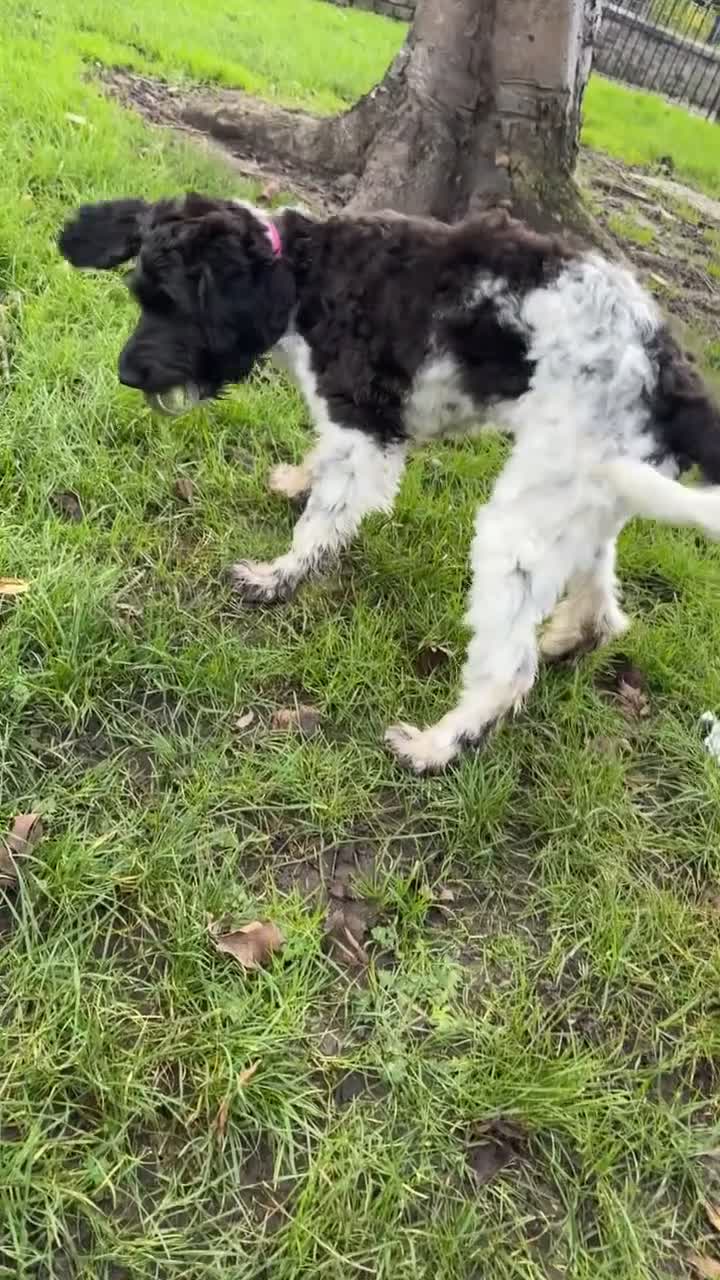 Labradoodle dogs for sale: 5 month old Labradoodle Clover - Video 3