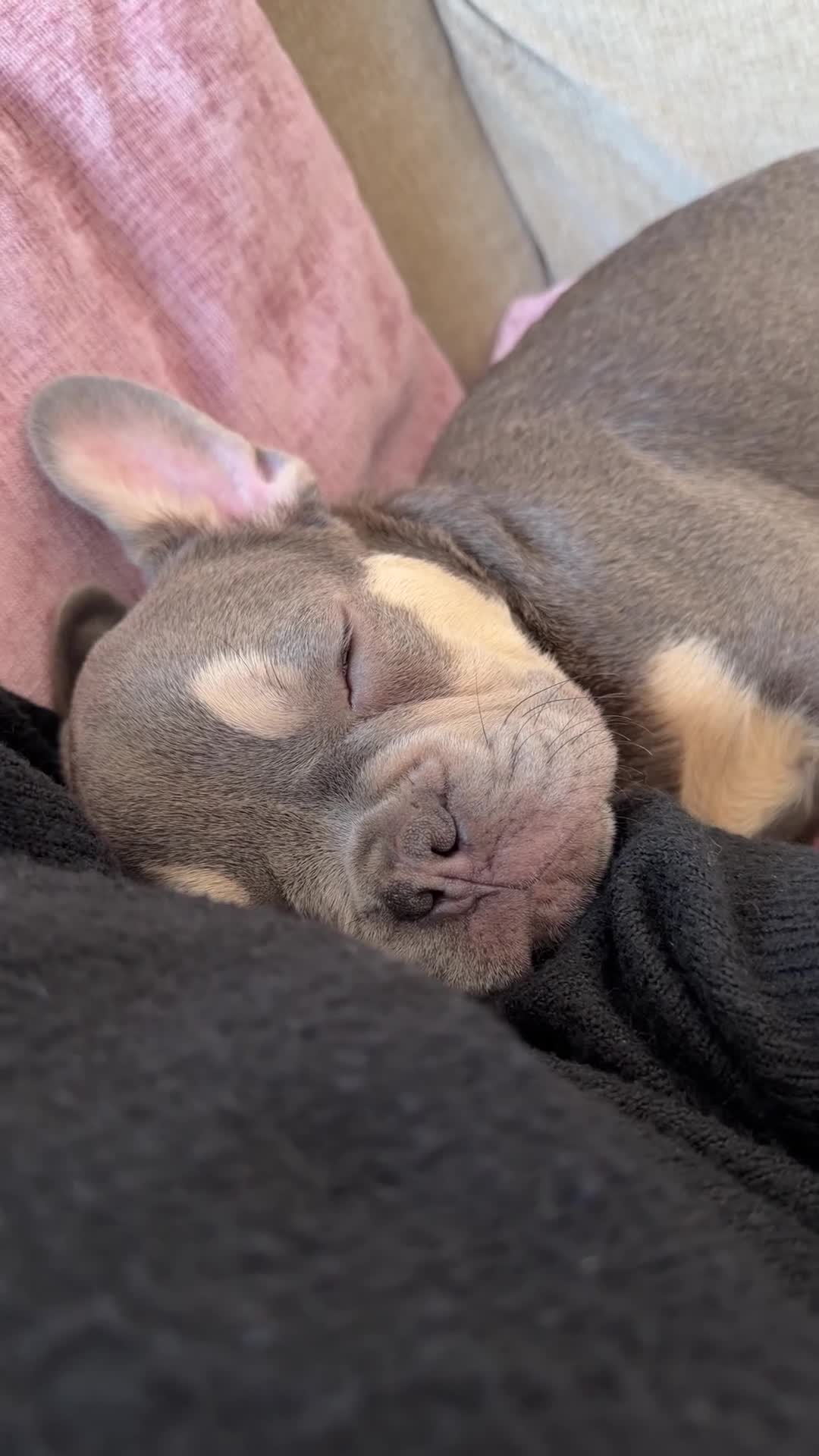 French Bulldog dogs for sale: Blue & Tan Frenchie  in Hailsham - Video 1