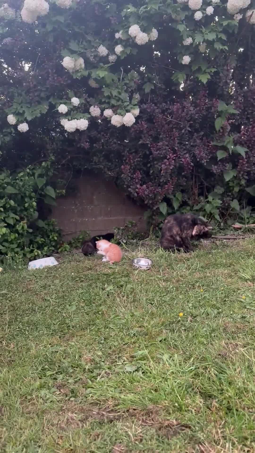 Mixed Breed cats for sale: Ginger kittens for sale male and female  - Video 1