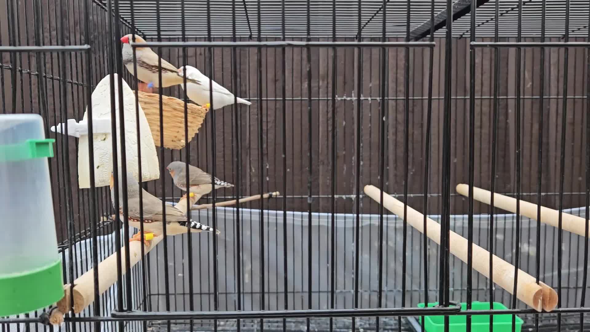 Finches birds for sale: Beautiful zebra finches - Video 1