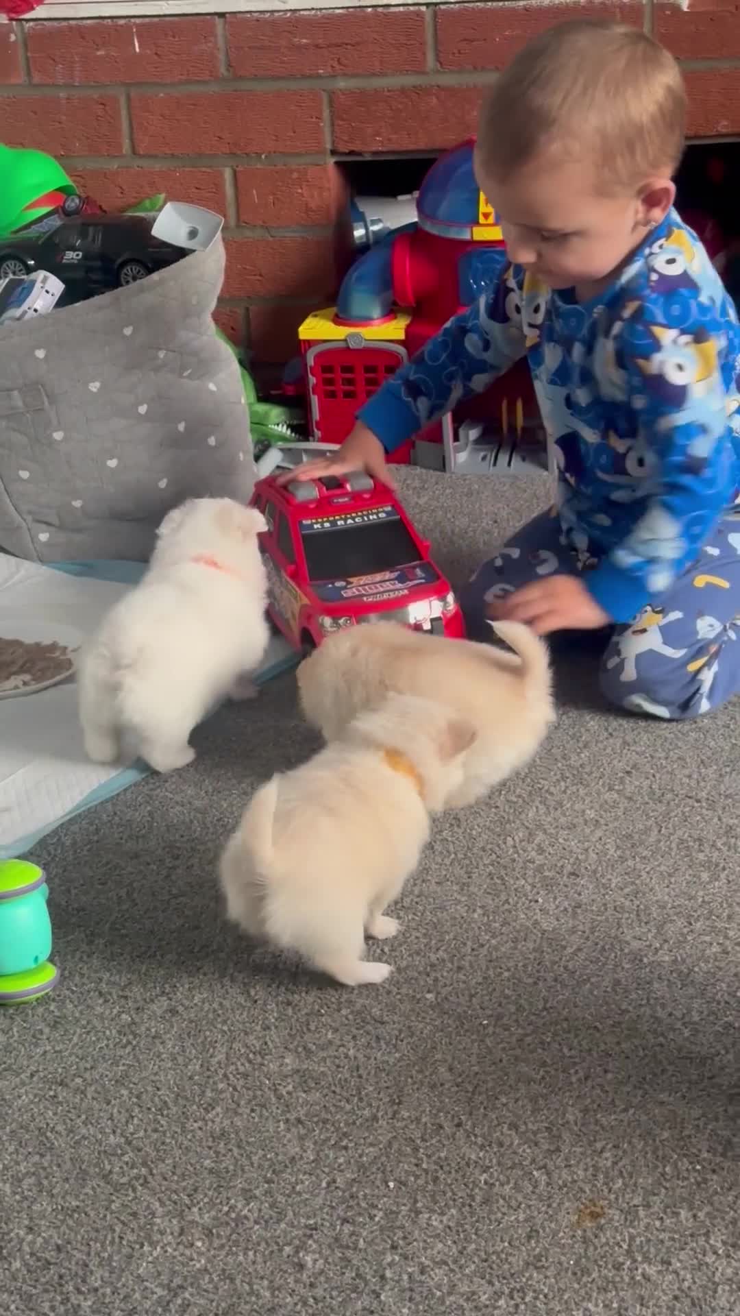 Pomeranian dogs for sale: Beautiful Pomeranian Puppies - Video 1