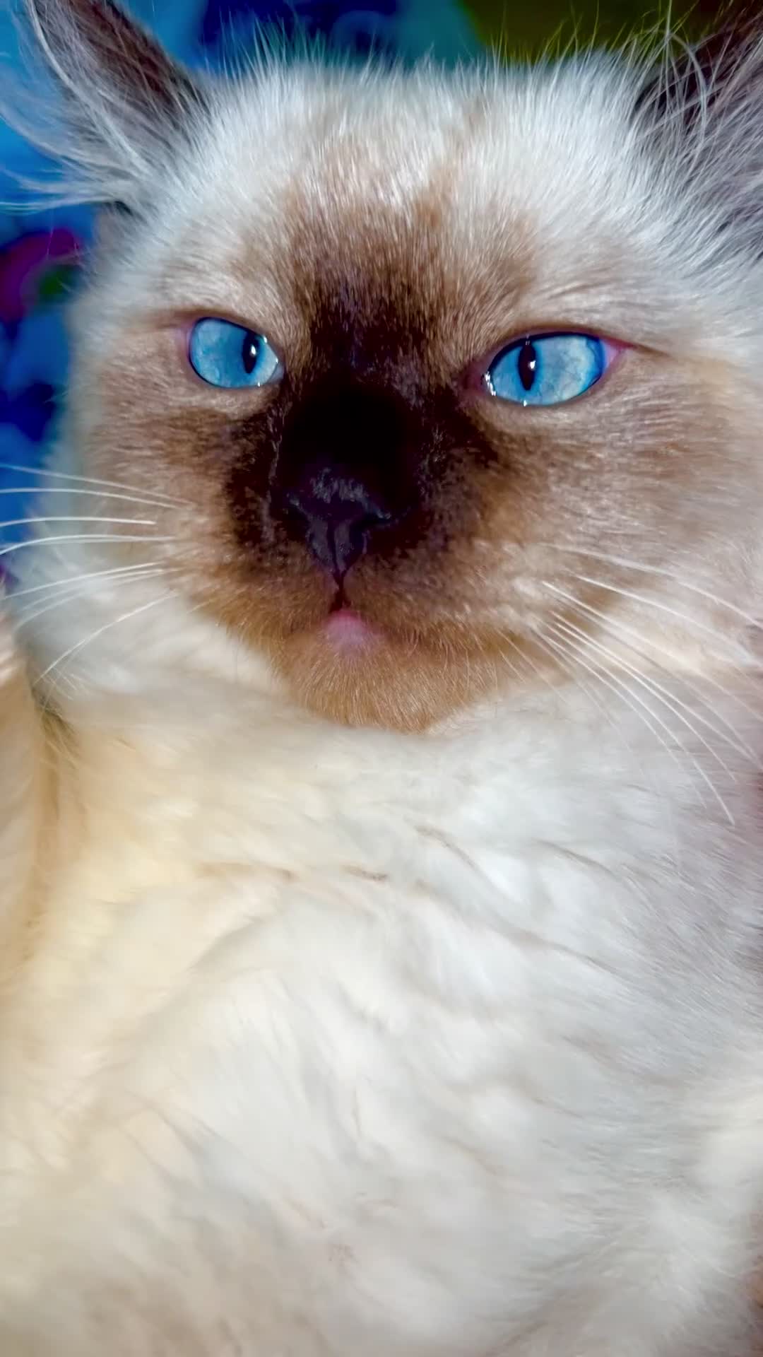 Ragdoll cats for sale: Premium Ragdoll tiya - Video 1