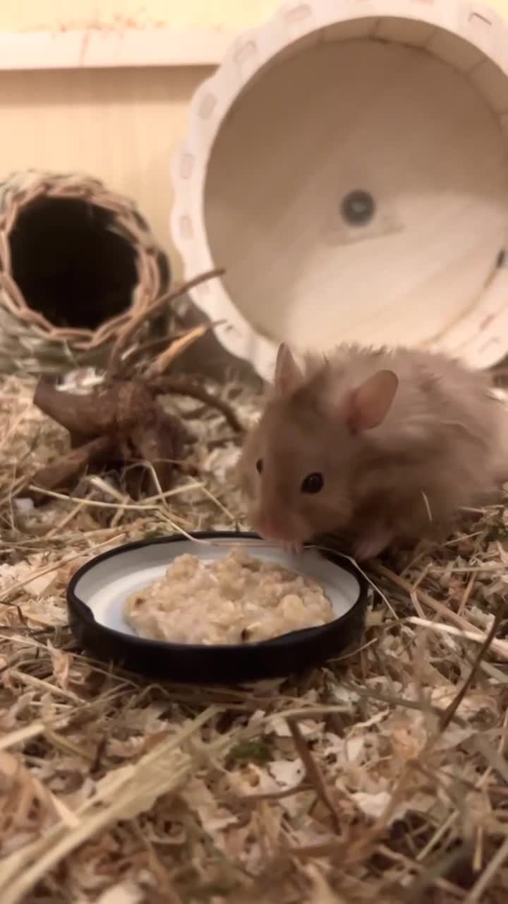 Hamster rodents for sale: HAMSTER,CAGE & ACCESORIES - Video 1