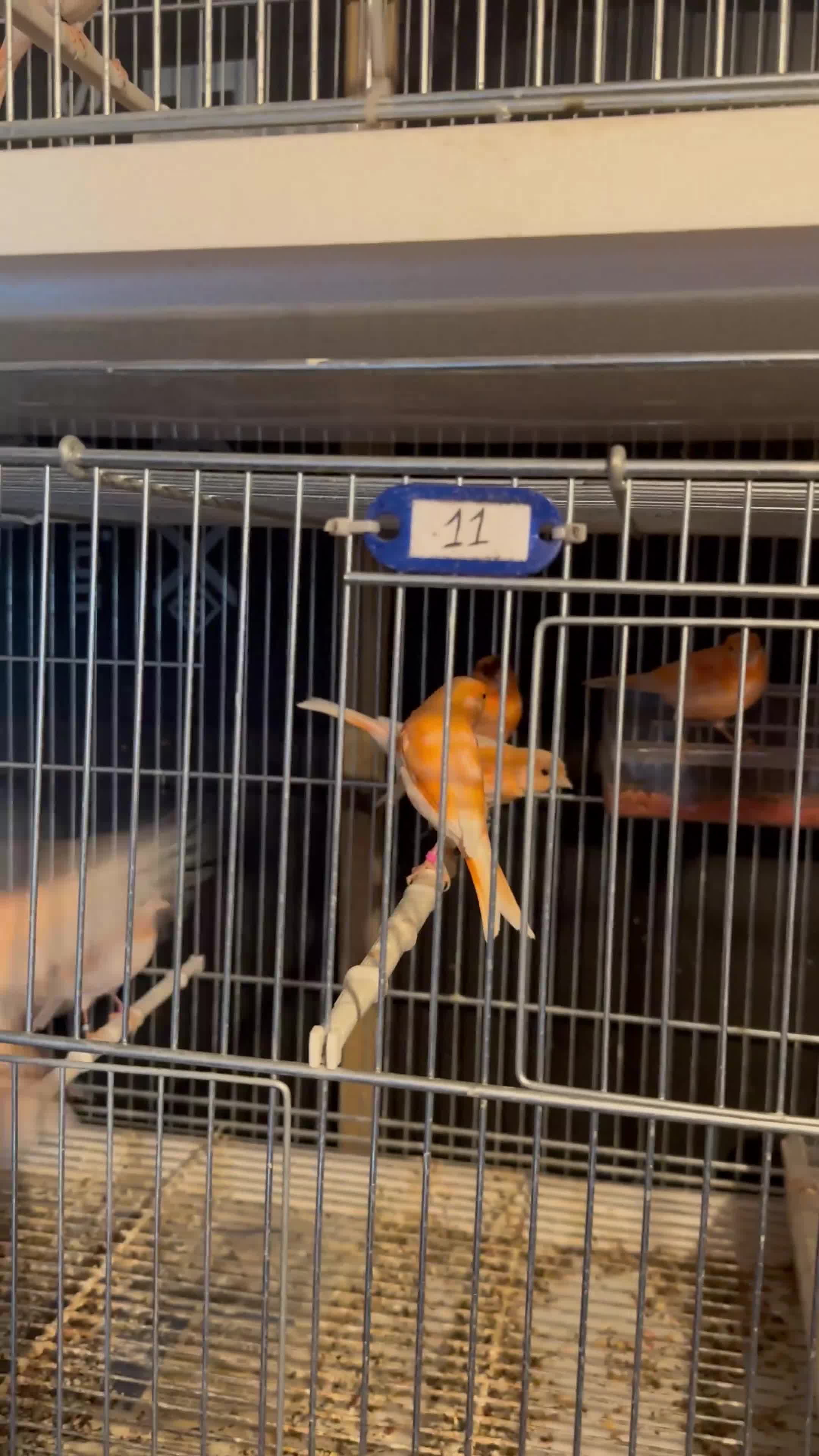 Canaries birds for sale: Portuguese Harlequins canaries  - Video 1