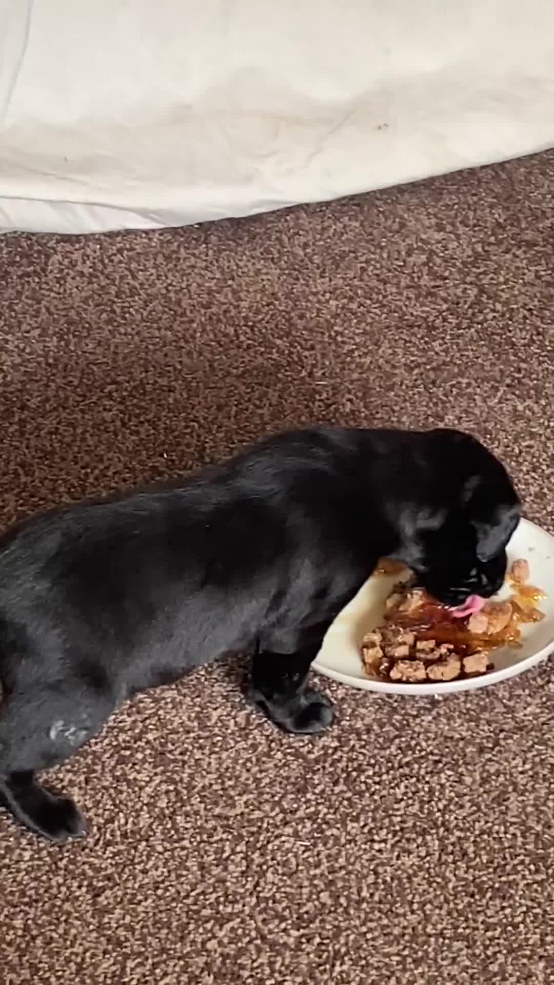 Labrador Retriever dogs for sale: Black Labrador bitch puppy  - Video 1