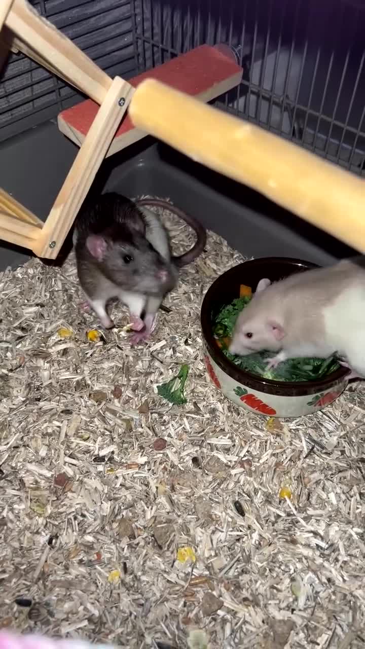Rat rodents for sale: 3 male rats looking for their forever home - Video 1