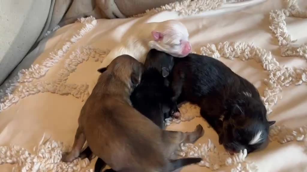 Pomeranian dogs for sale: 👑Perfect Pomeranian puppies 🐶  - Video 1
