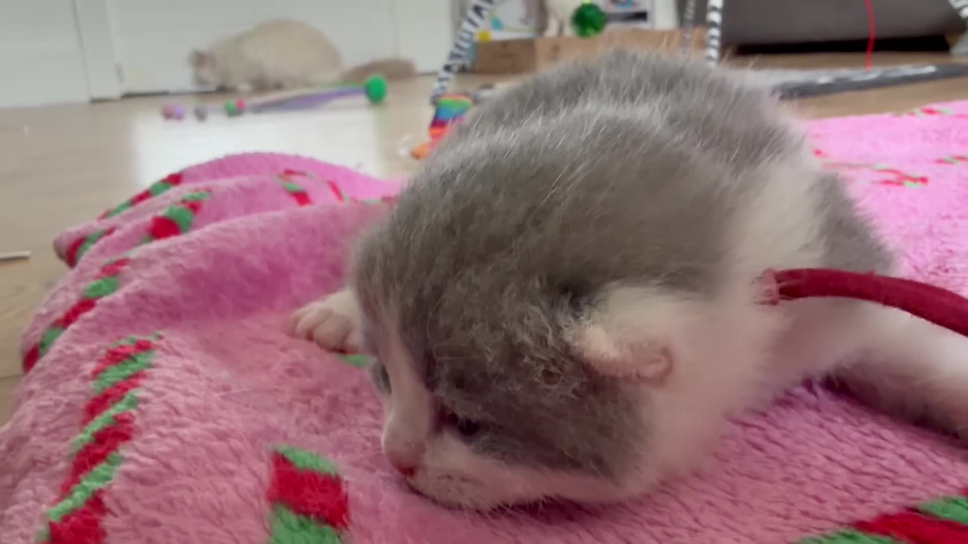 British Shorthair cats for sale: GCCF BSH KITTENS  - Video 1