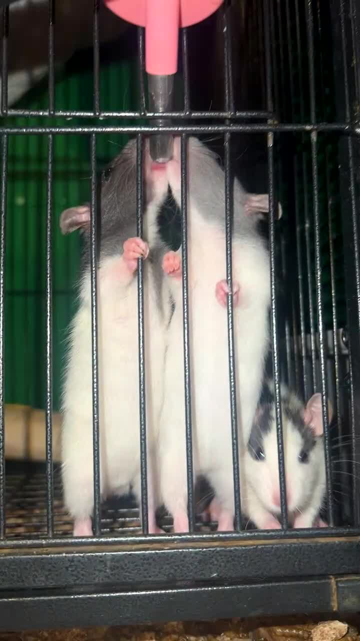 Rat rodents for sale: Baby rats for sale  - Video 3