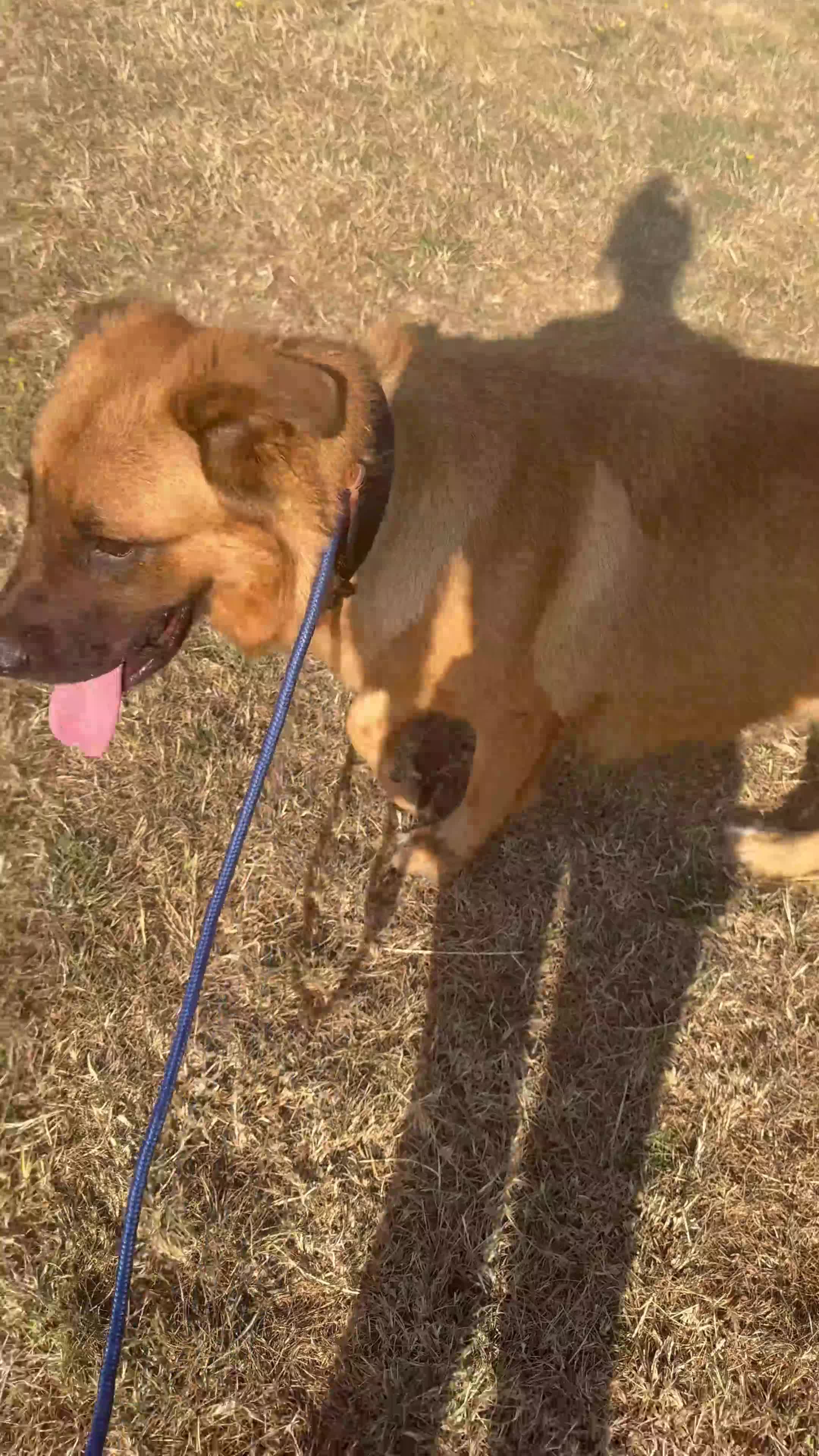 Mixed Breed dogs for sale: Bear - gorgeous 1 year old male - Video 2