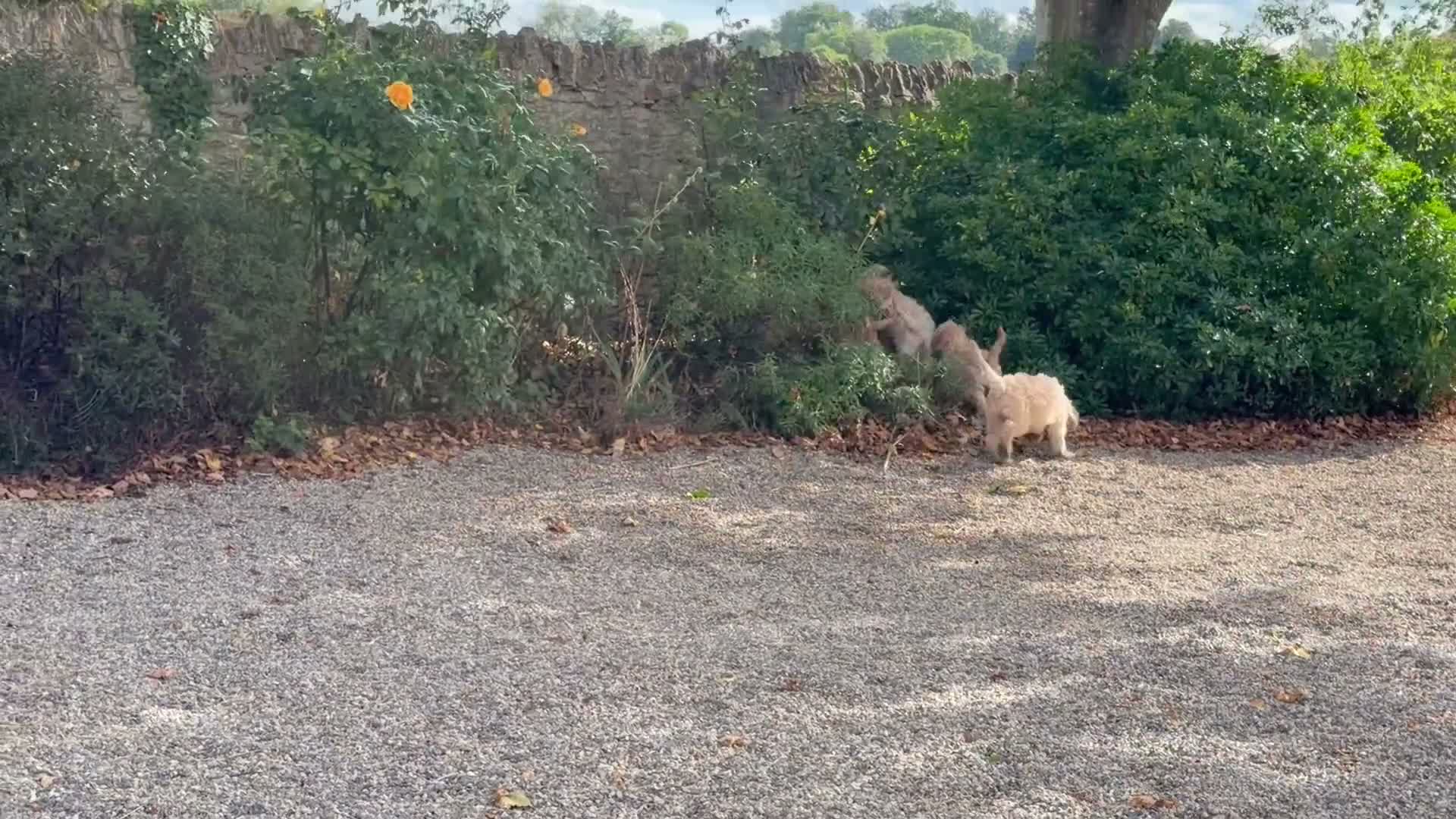 Cockapoo dogs for sale: Stunning Standard Cockapoos  - Video 1