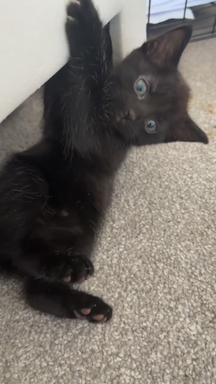 Mixed Breed cats for sale: black kittens  - Video 3