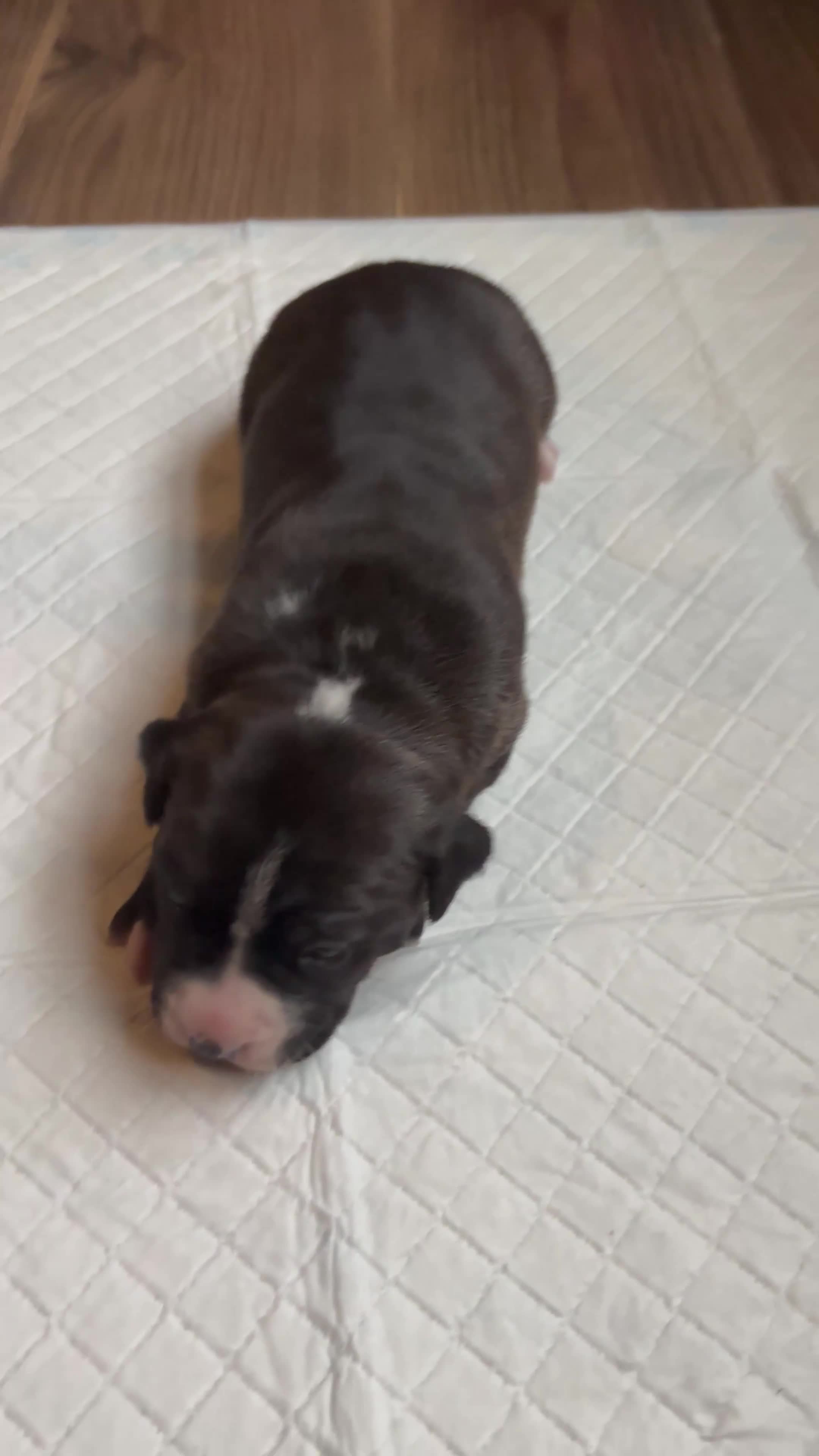 Staffordshire Bull Terrier dogs for sale: Staffordshire puppies  - Video 4