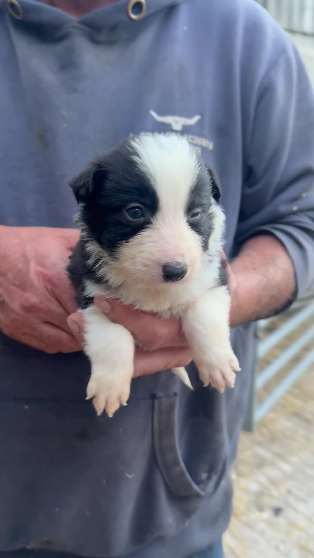 Border Collie dogs for sale: Border collie pups  - Video 1