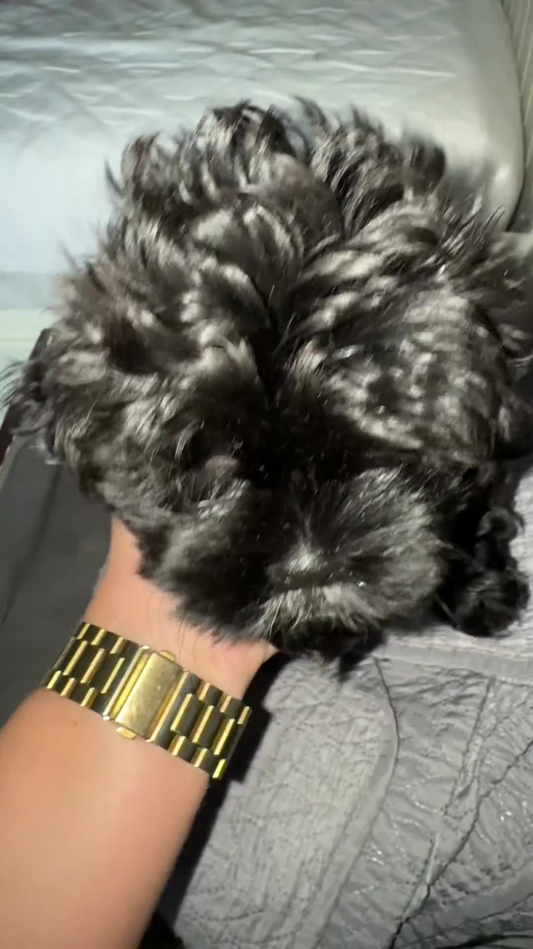 Shihpoo dogs for sale:  3 Shih Tzu Mix Pups Ready for Forever Families! - Video 1