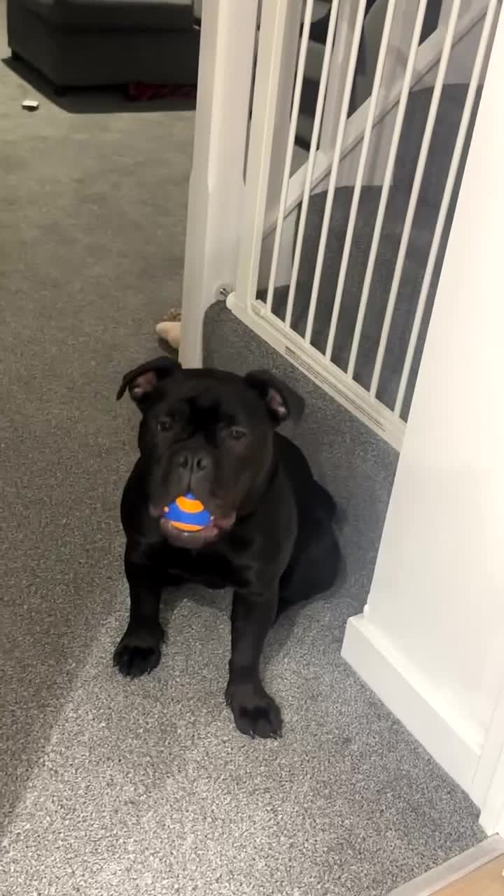 Olde English Bulldogge dogs for sale: RARE ALL BLACK Olde English Bulldoge  - Video 1