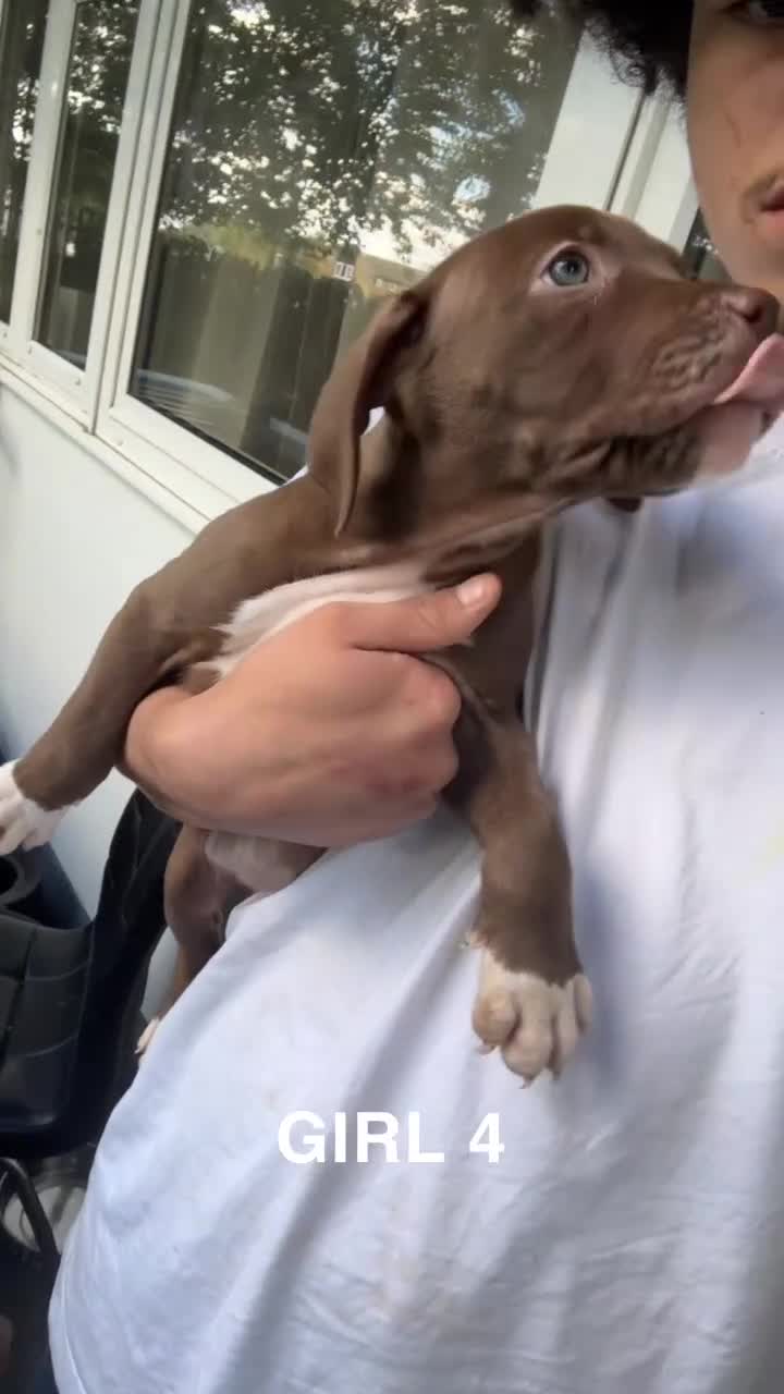 American Bulldog dogs for sale: American bulldog mastiff bloodline puppies - Video 4