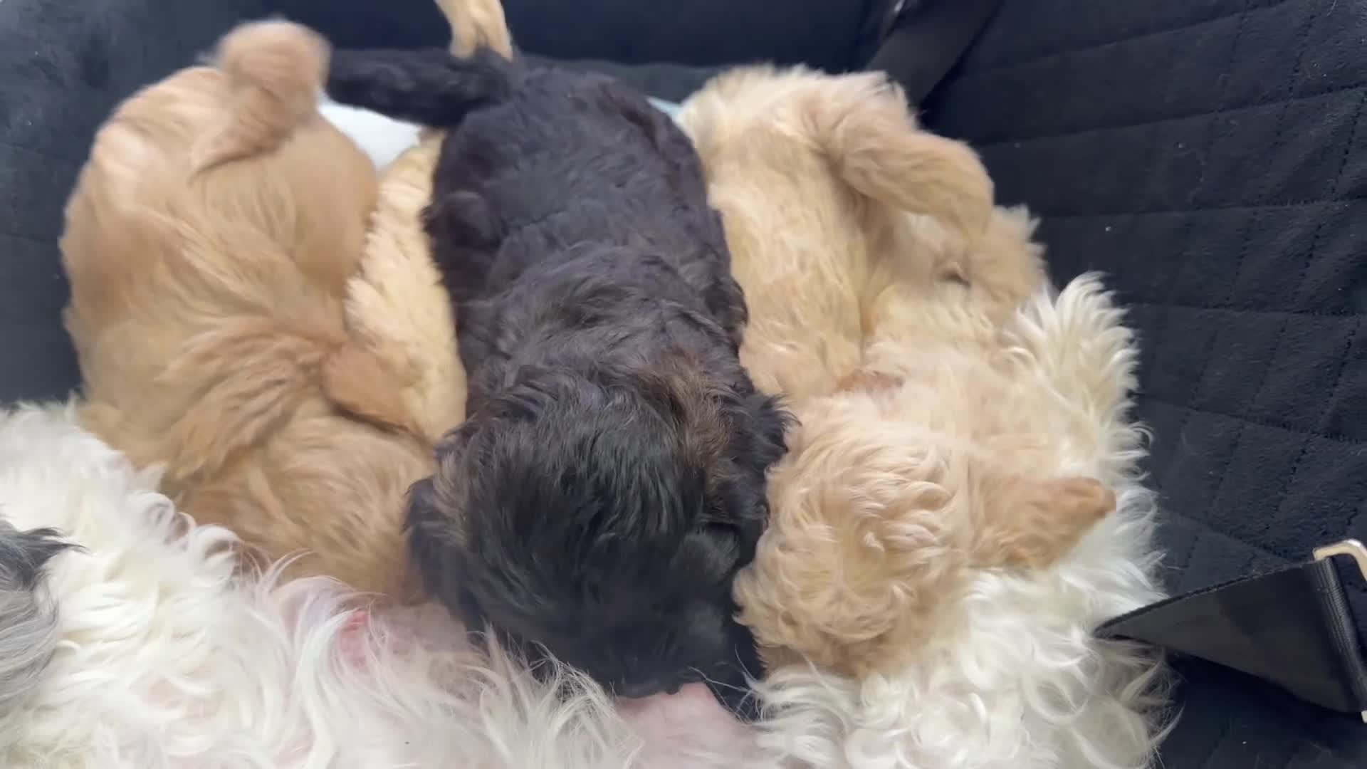 Shihpoo dogs for sale: Cute Shihpoo x Toy poodle puppies  in Stockport - Video 2