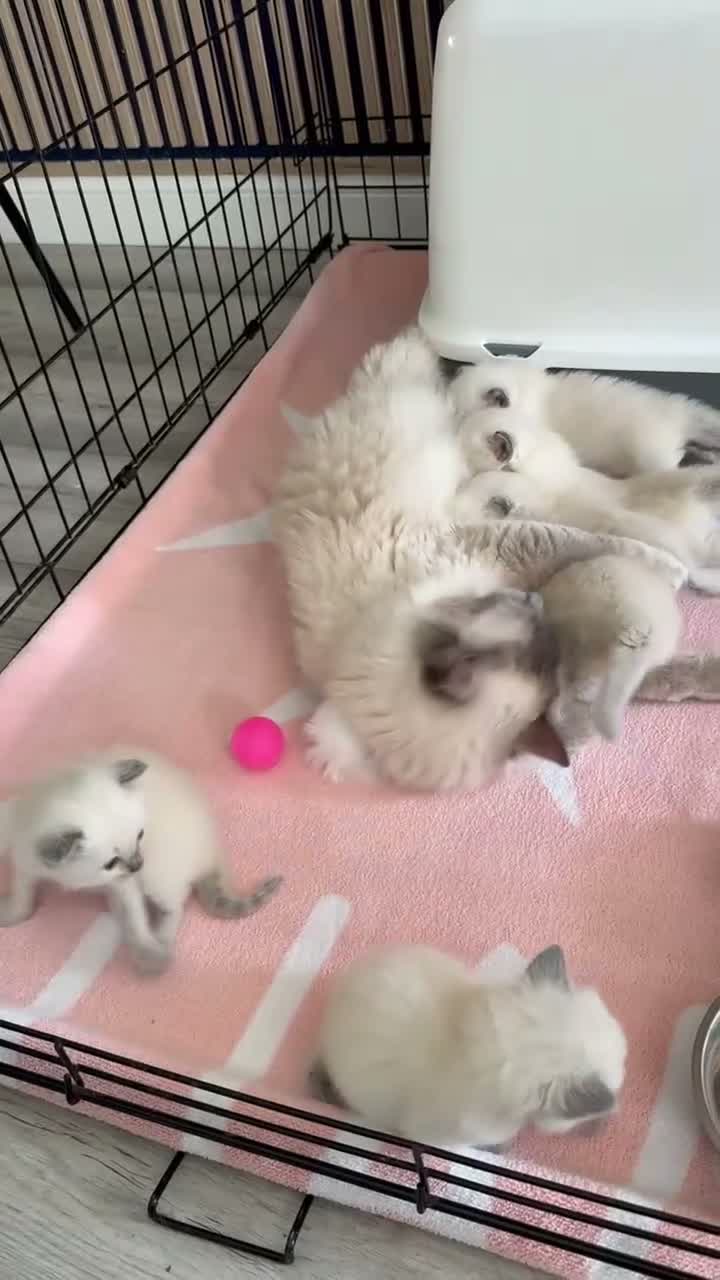 Ragdoll cats for sale: Beautiful Ragdoll Kittens - Video 5